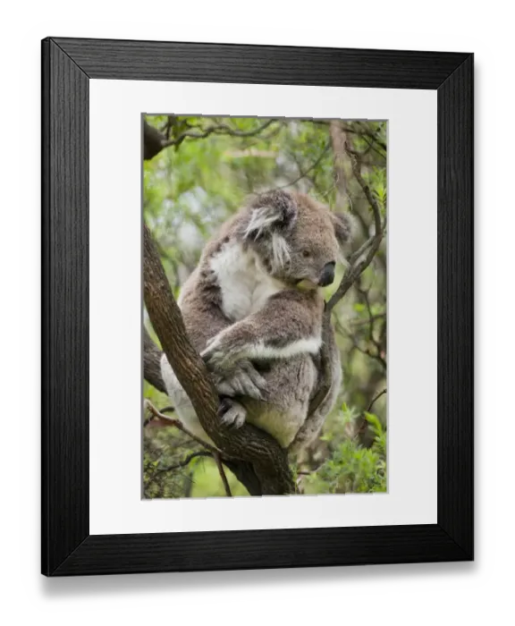 Framed Print : Koala (Phascolarctos cinereus) in tree, Australia Framed Print : Koala (Phascolarctos cinereus) in tree, Australia