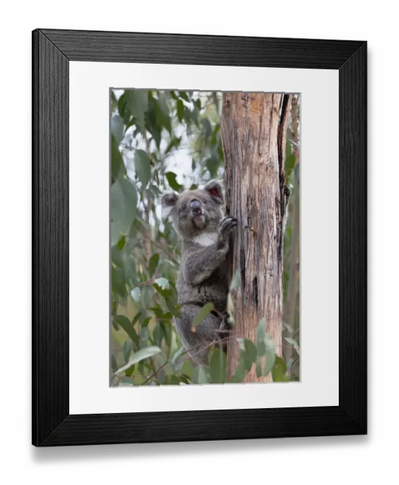Framed Print : Koala (Phascolarctos cinereus) in tree, Australia