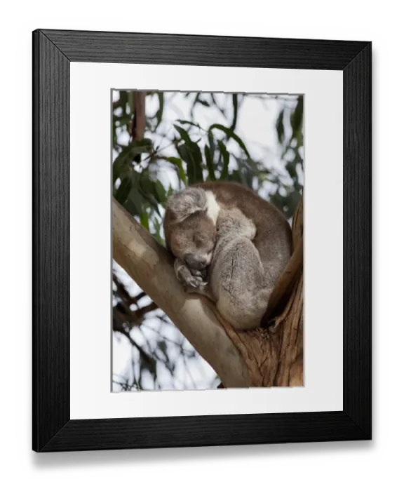 Framed Print : Koala (Phascolarctos cinereus) in tree, Australia Framed Print : Koala (Phascolarctos cinereus) in tree, Australia