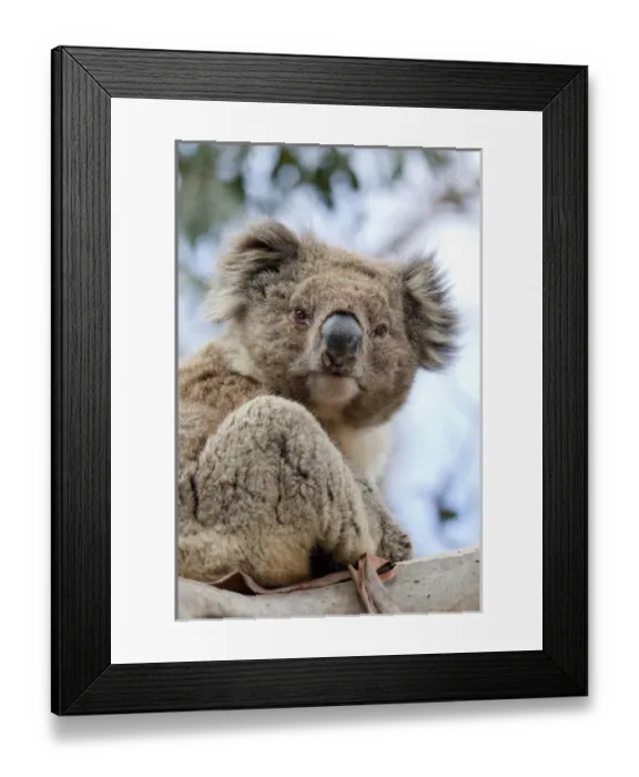 Framed Print : Koala (Phascolarctos cinereus) in tree, Australia Framed Print : Koala (Phascolarctos cinereus) in tree, Australia