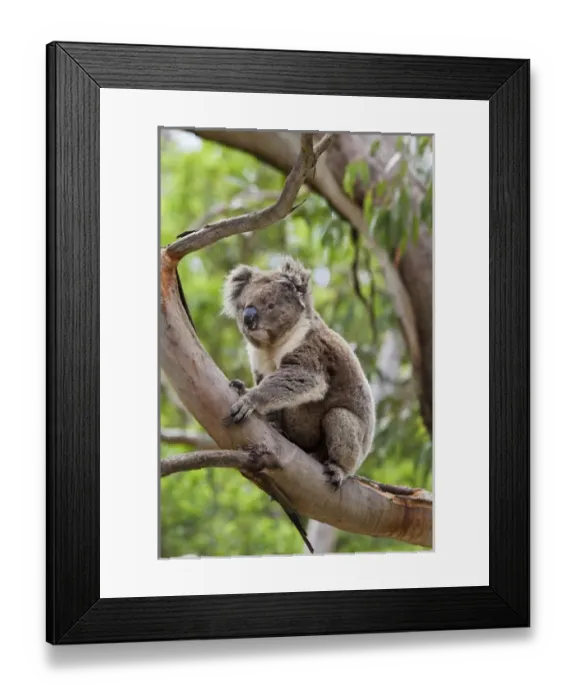 Framed Print : Koala (Phascolarctos cinereus) in tree, Australia Framed Print : Koala (Phascolarctos cinereus) in tree, Australia