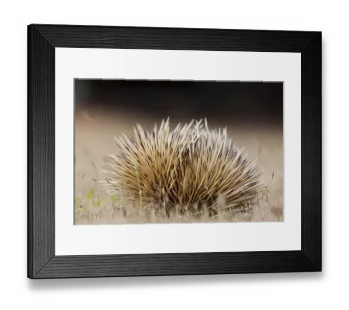 Framed Print : Short-beaked Echidna (Tachyglossus aculeatus), an oviparous mammal of Australia