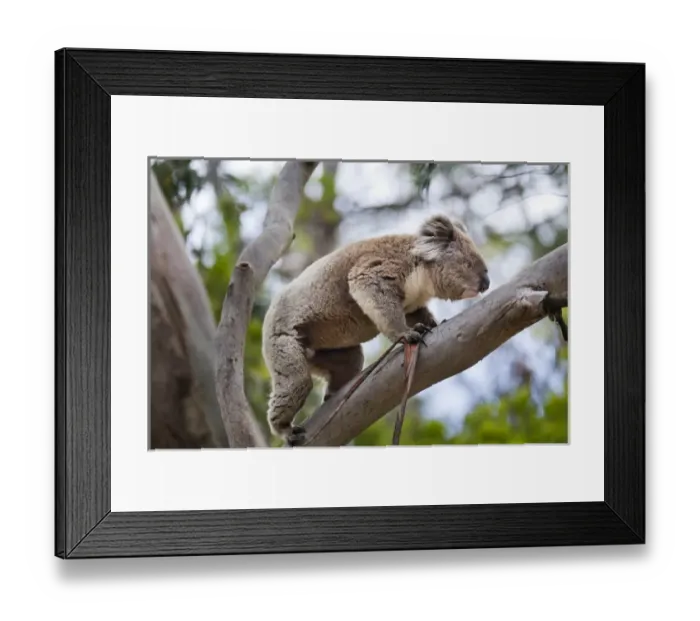 Framed Print : Koala (Phascolarctos cinereus) in tree, Australia Framed Print : Koala (Phascolarctos cinereus) in tree, Australia