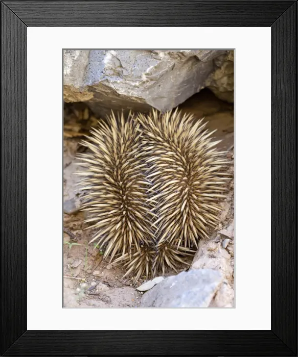 Framed Print : Short-beaked Echidna (Tachyglossus aculeatus), an oviparous mammal of Australia Framed Print : Short-beaked Echidna (Tachyglossus aculeatus), an oviparous mammal of Australia