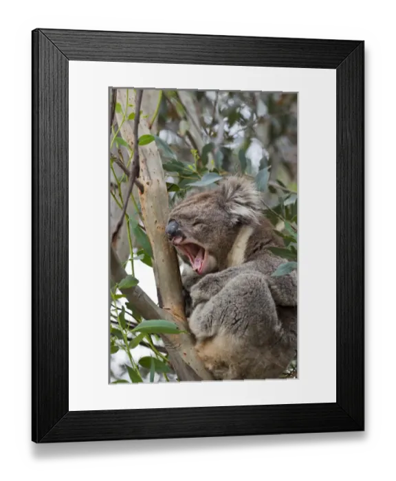 Framed Print : Koala (Phascolarctos cinereus) in tree, Australia Framed Print : Koala (Phascolarctos cinereus) in tree, Australia