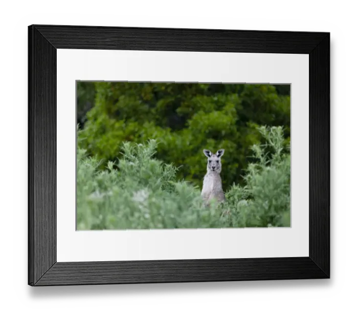 Framed Print : Eastern grey kangaroo (Macropus giganteus), Australia