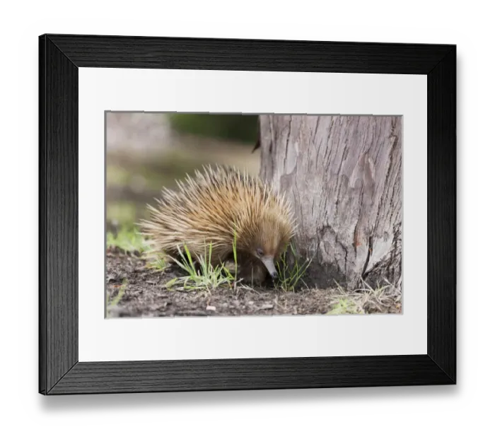 Framed Print : Short-beaked Echidna (Tachyglossus aculeatus), an oviparous mammal of Australia