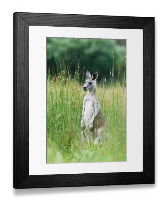 Framed Print : Eastern grey kangaroo (Macropus giganteus), Australia Framed Print : Eastern grey kangaroo (Macropus giganteus), Australia