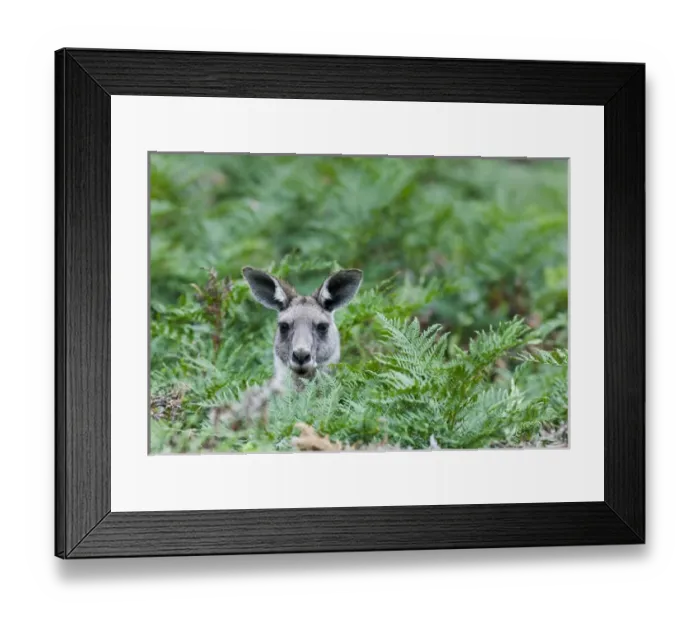 Framed Print : Eastern grey kangaroo (Macropus giganteus), Australia