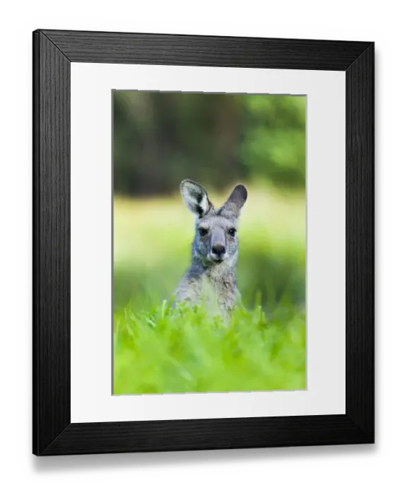 Framed Print : Eastern grey kangaroo (Macropus giganteus), Australia Framed Print : Eastern grey kangaroo (Macropus giganteus), Australia