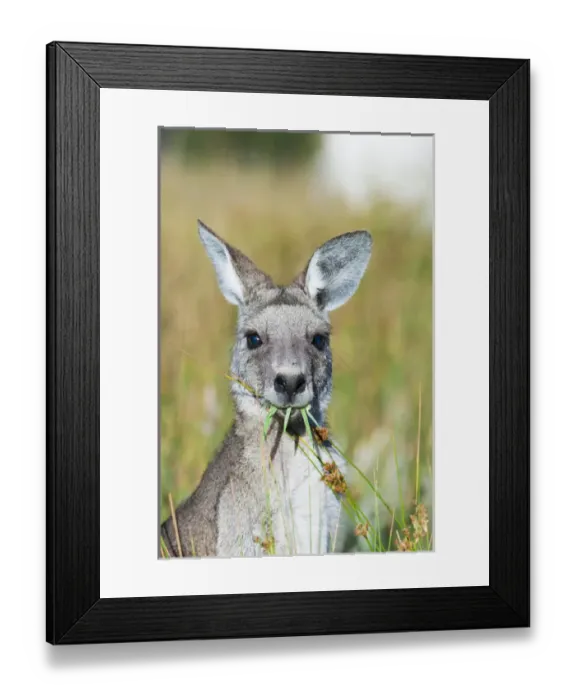 Framed Print : Eastern grey kangaroo (Macropus giganteus), Australia Framed Print : Eastern grey kangaroo (Macropus giganteus), Australia