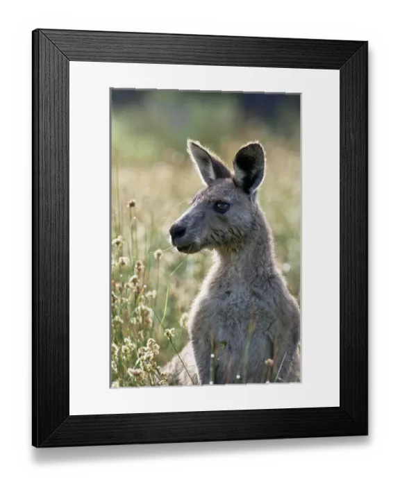 Framed Print : Eastern grey kangaroo (Macropus giganteus), Australia