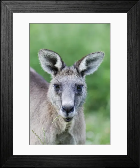Framed Print : Eastern grey kangaroo (Macropus giganteus), Australia Framed Print : Eastern grey kangaroo (Macropus giganteus), Australia
