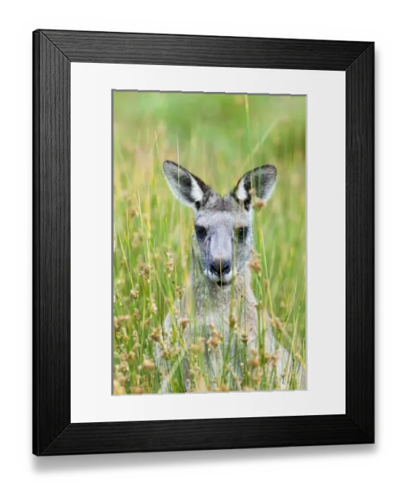 Framed Print : Eastern grey kangaroo (Macropus giganteus), Australia Framed Print : Eastern grey kangaroo (Macropus giganteus), Australia