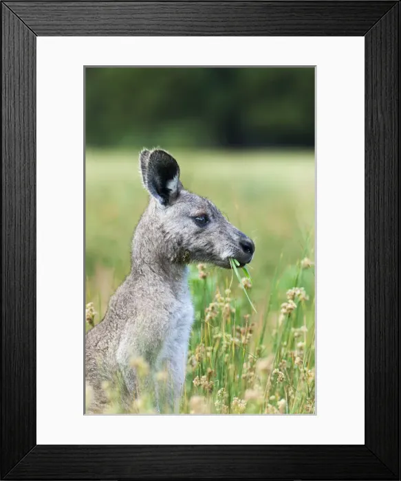 Framed Print : Eastern grey kangaroo (Macropus giganteus), Australia
