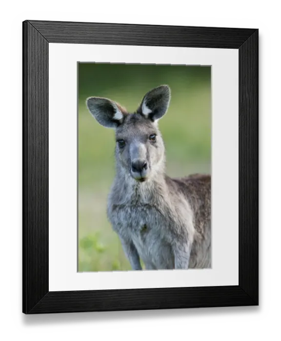 Framed Print : Eastern grey kangaroo (Macropus giganteus), Australia Framed Print : Eastern grey kangaroo (Macropus giganteus), Australia