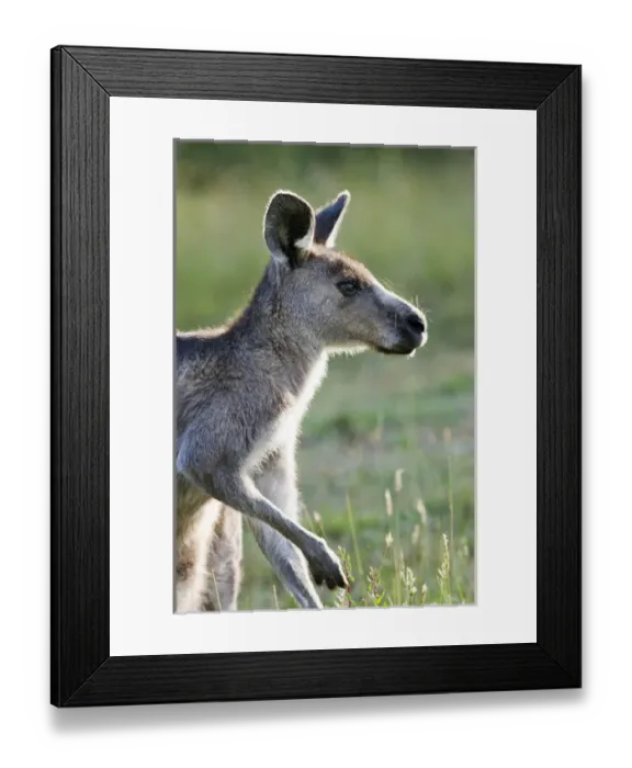 Framed Print : Eastern grey kangaroo (Macropus giganteus), Australia