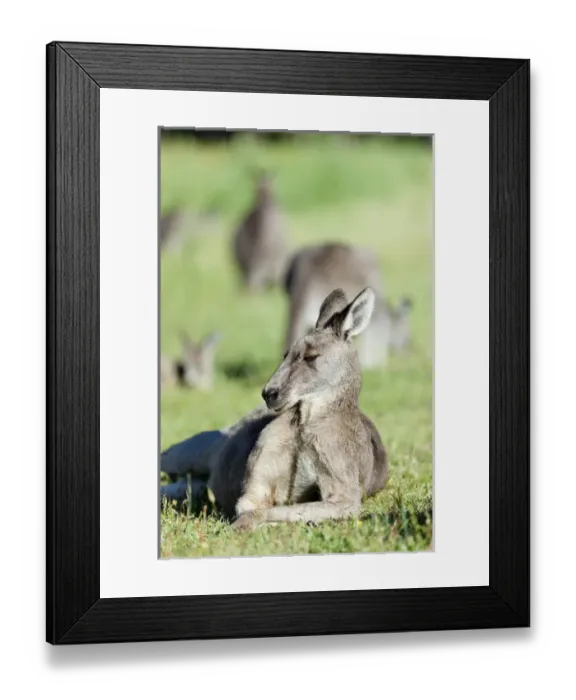 Framed Print : Eastern grey kangaroo (Macropus giganteus), Australia Framed Print : Eastern grey kangaroo (Macropus giganteus), Australia