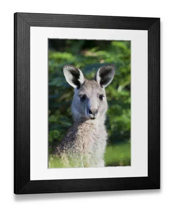 Framed Print : Eastern grey kangaroo (Macropus giganteus), Australia Framed Print : Eastern grey kangaroo (Macropus giganteus), Australia