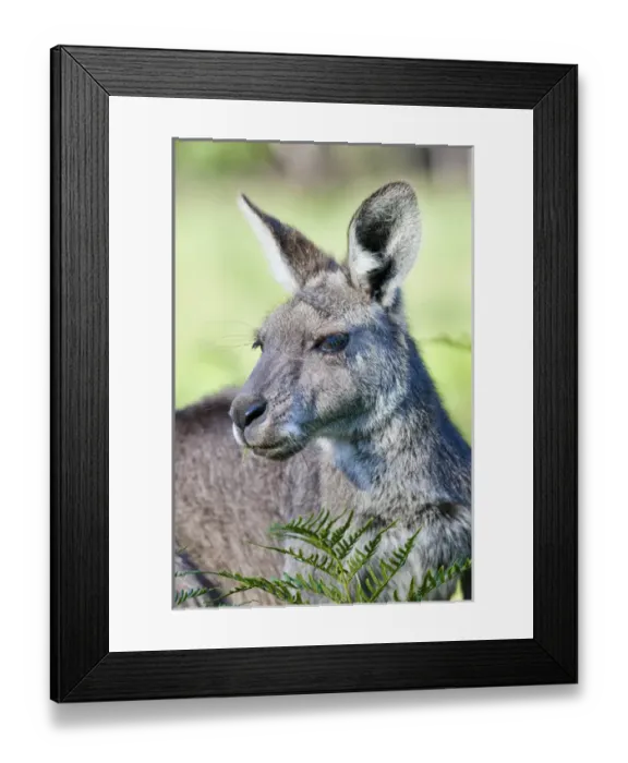 Framed Print : Eastern grey kangaroo (Macropus giganteus), Australia