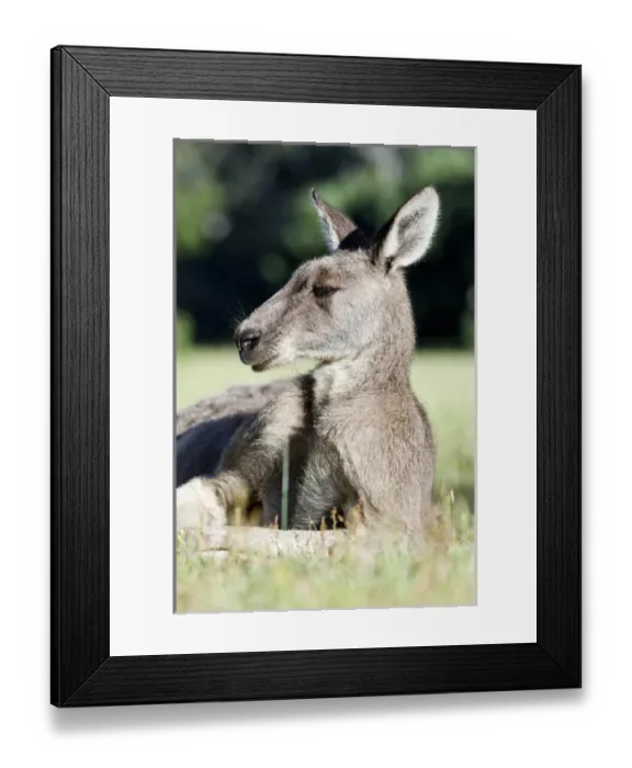 Framed Print : Eastern grey kangaroo (Macropus giganteus), Australia Framed Print : Eastern grey kangaroo (Macropus giganteus), Australia