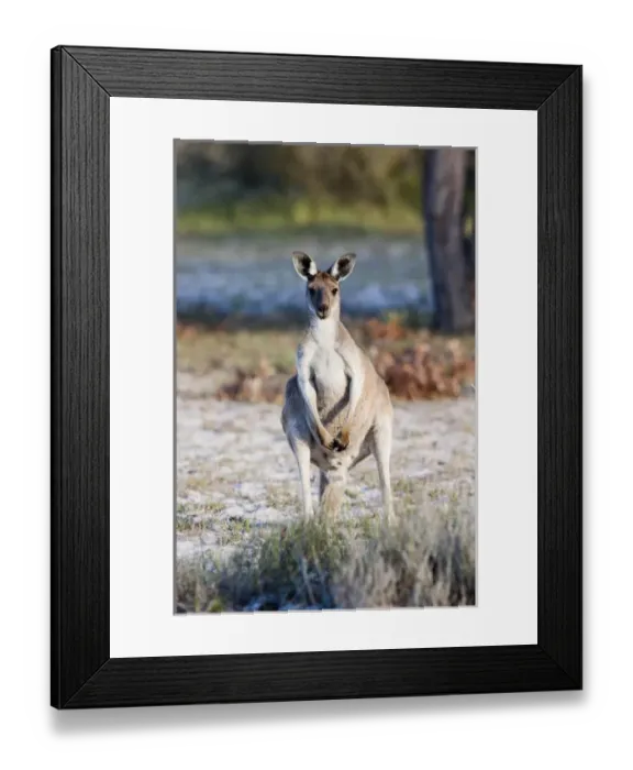 Framed Print : Eastern grey kangaroo (Macropus giganteus), Australia Framed Print : Eastern grey kangaroo (Macropus giganteus), Australia