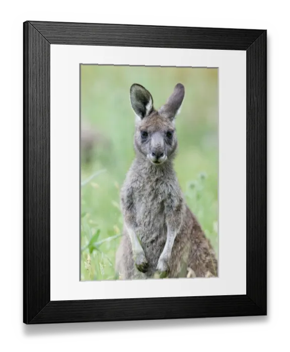 Framed Print : Eastern grey kangaroo (Macropus giganteus), Australia Framed Print : Eastern grey kangaroo (Macropus giganteus), Australia