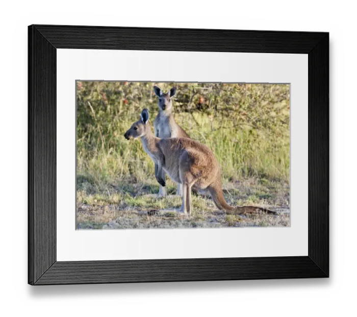Framed Print : Eastern grey kangaroo (Macropus giganteus), Australia