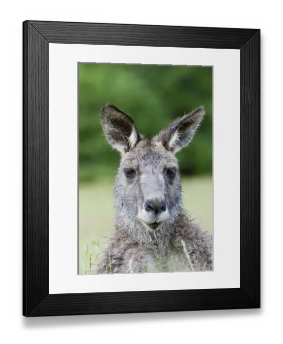 Framed Print : Eastern grey kangaroo (Macropus giganteus), Australia Framed Print : Eastern grey kangaroo (Macropus giganteus), Australia