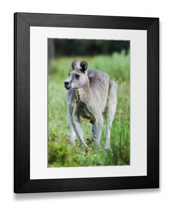 Framed Print : Eastern grey kangaroo (Macropus giganteus), Australia Framed Print : Eastern grey kangaroo (Macropus giganteus), Australia