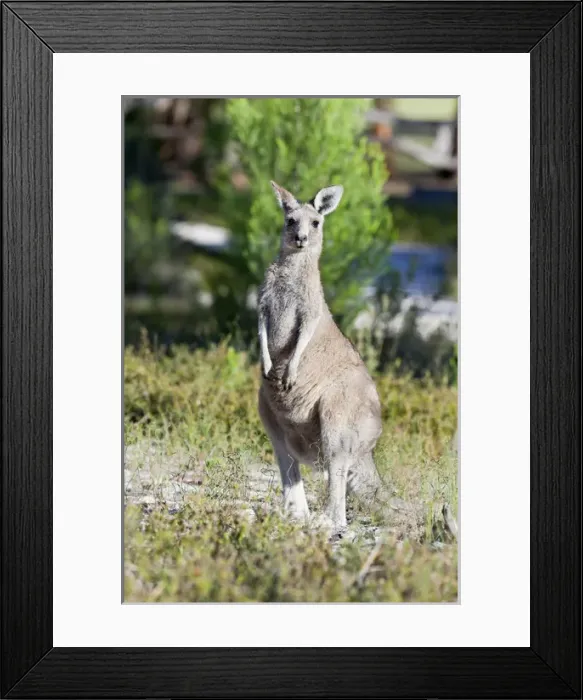 Framed Print : Eastern grey kangaroo (Macropus giganteus), Australia