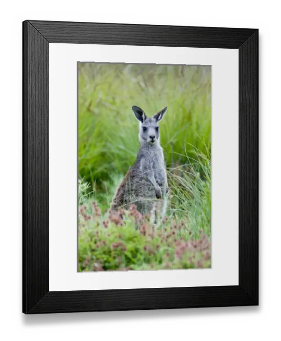 Framed Print : Oestliches graues Riesenkaenguru (Macropus giganteus), die zweitgroesste Beuteltierart Framed Print : Oestliches graues Riesenkaenguru (Macropus giganteus), die zweitgroesste Beuteltierart