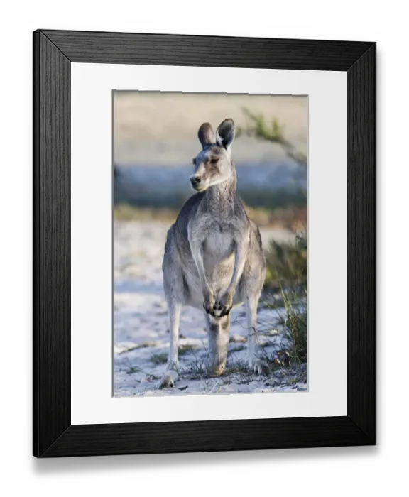 Framed Print : Eastern grey kangaroo (Macropus giganteus), Australia Framed Print : Eastern grey kangaroo (Macropus giganteus), Australia