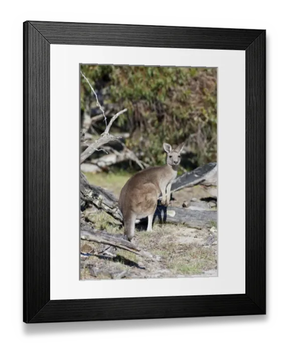 Framed Print : Eastern grey kangaroo (Macropus giganteus), Australia Framed Print : Eastern grey kangaroo (Macropus giganteus), Australia