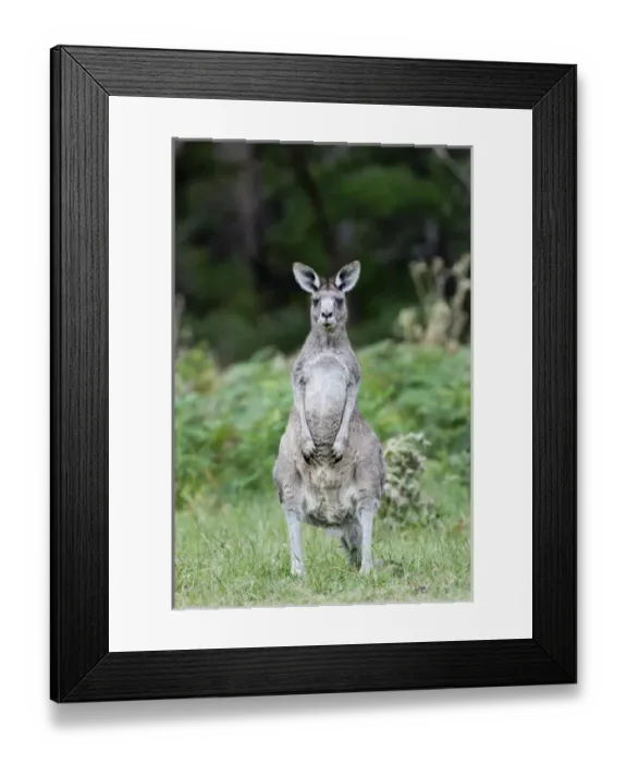 Framed Print : Oestliches graues Riesenkaenguru (Macropus giganteus), die zweitgroesste Beuteltierart Framed Print : Oestliches graues Riesenkaenguru (Macropus giganteus), die zweitgroesste Beuteltierart