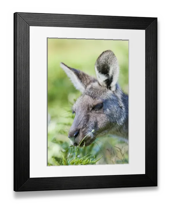 Framed Print : Eastern grey kangaroo (Macropus giganteus), Australia