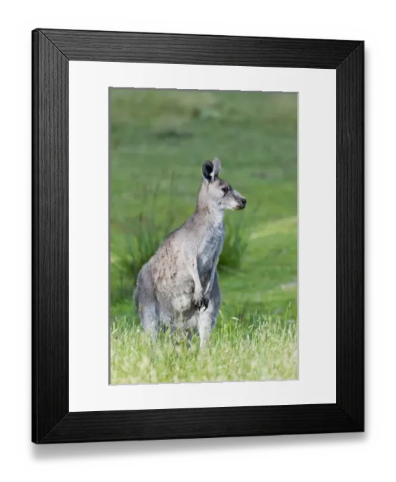 Framed Print : Eastern grey kangaroo (Macropus giganteus), Australia Framed Print : Eastern grey kangaroo (Macropus giganteus), Australia
