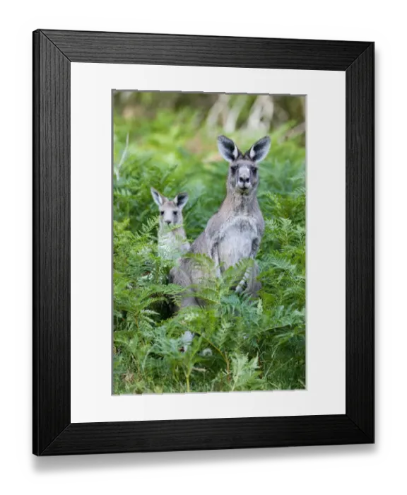 Framed Print : Eastern grey kangaroo (Macropus giganteus), Australia