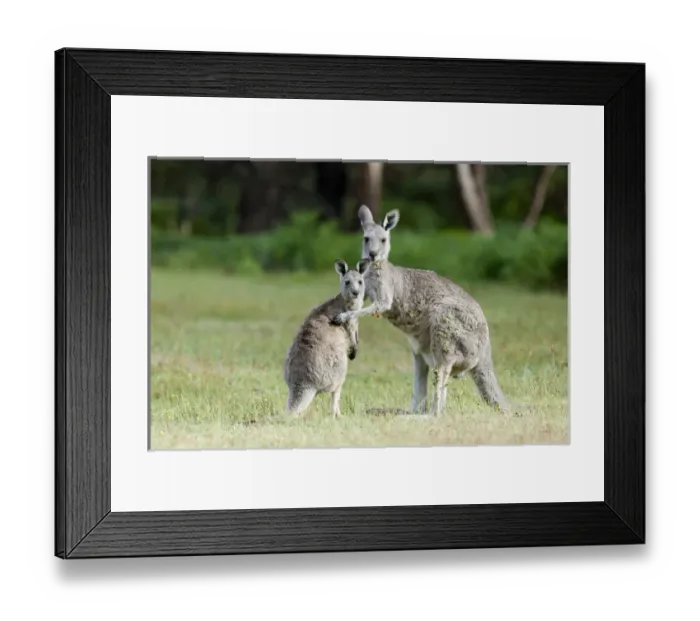 Framed Print : Eastern grey kangaroo (Macropus giganteus), Australia Framed Print : Eastern grey kangaroo (Macropus giganteus), Australia