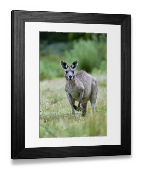Framed Print : Eastern grey kangaroo (Macropus giganteus), Australia