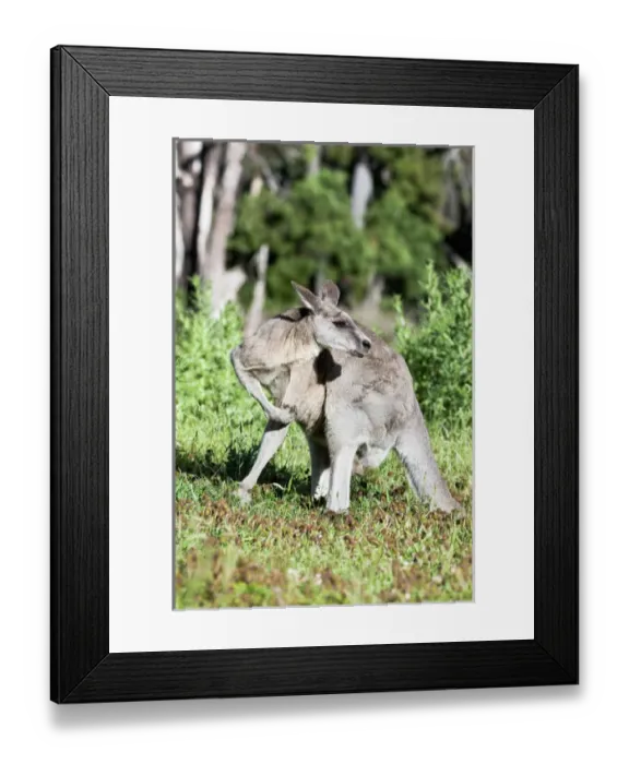 Framed Print : Eastern grey kangaroo (Macropus giganteus), Australia