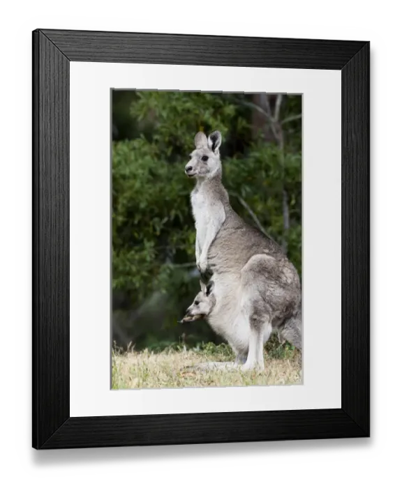 Framed Print : Eastern grey kangaroo (Macropus giganteus), Australia Framed Print : Eastern grey kangaroo (Macropus giganteus), Australia