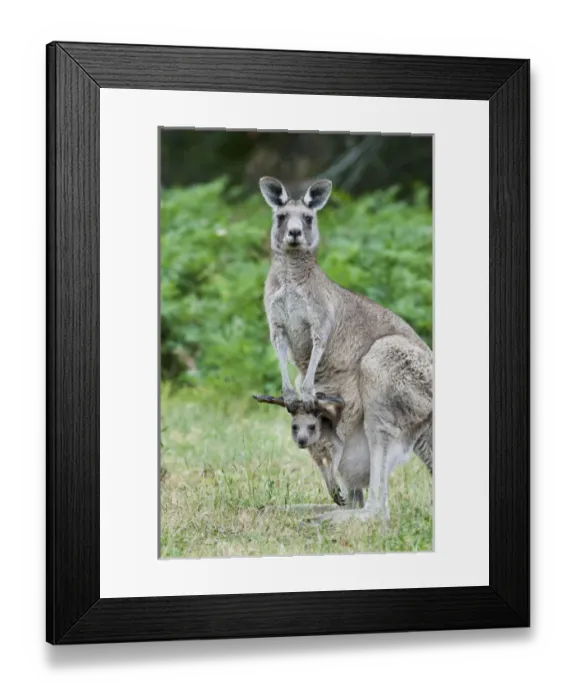 Framed Print : Eastern grey kangaroo (Macropus giganteus), Australia