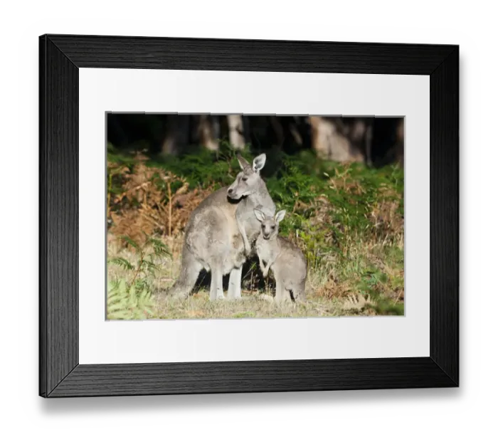 Framed Print : Eastern grey kangaroo (Macropus giganteus), Australia