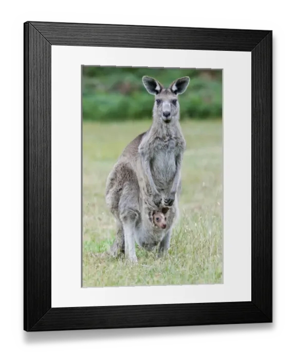 Framed Print : Eastern grey kangaroo (Macropus giganteus), Australia Framed Print : Eastern grey kangaroo (Macropus giganteus), Australia