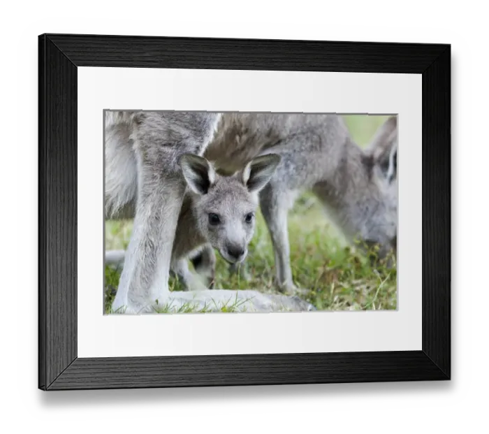 Framed Print : Eastern grey kangaroo (Macropus giganteus), Australia Framed Print : Eastern grey kangaroo (Macropus giganteus), Australia
