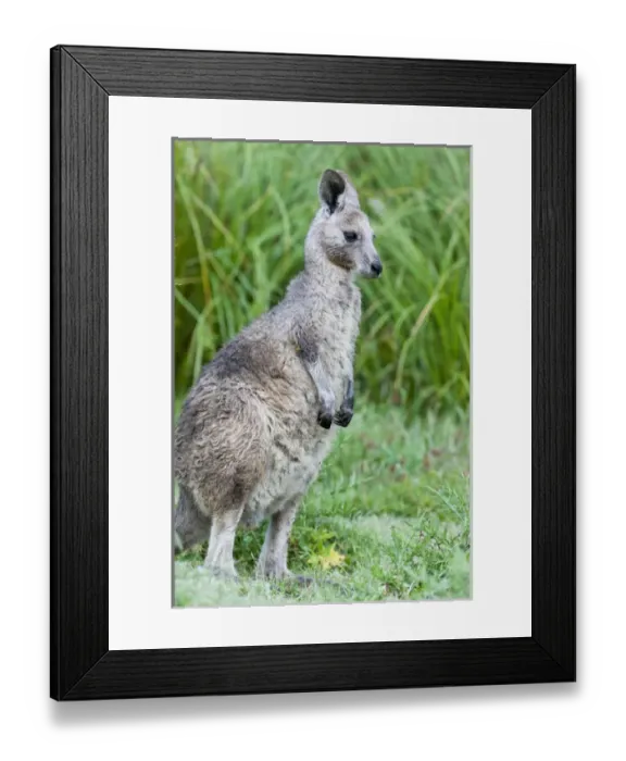 Framed Print : Eastern grey kangaroo (Macropus giganteus), Australia Framed Print : Eastern grey kangaroo (Macropus giganteus), Australia