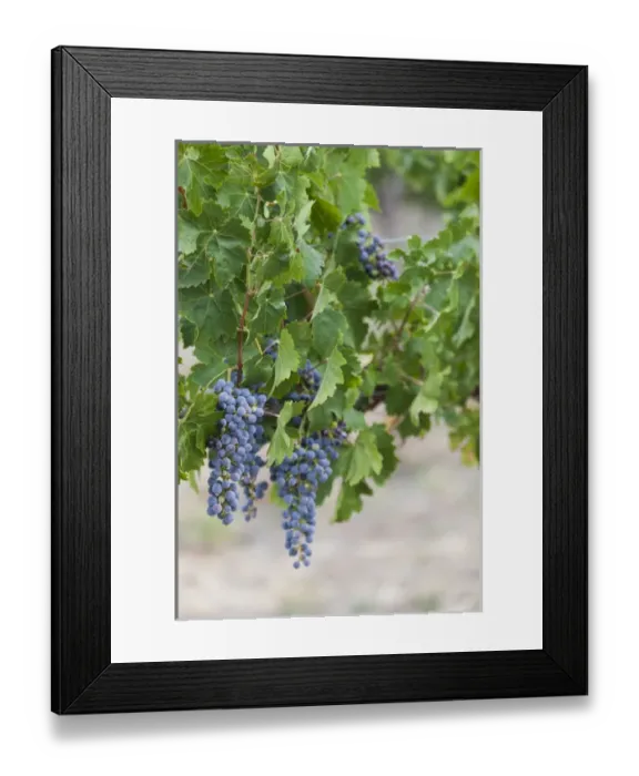 Framed Print : Australia, Victoria, VIC, Rutherglen, vineyard detail Framed Print : Australia, Victoria, VIC, Rutherglen, vineyard detail