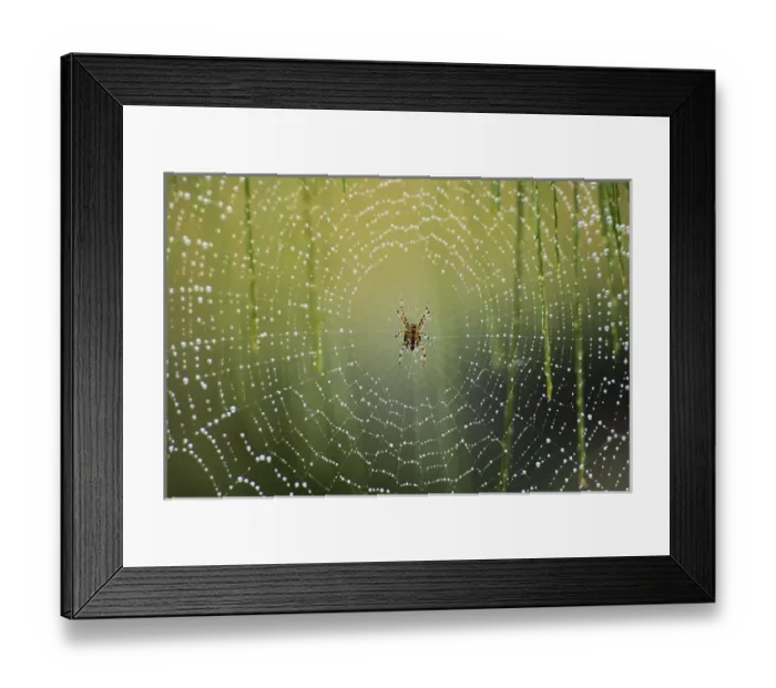 Framed Print : Spider on wet web