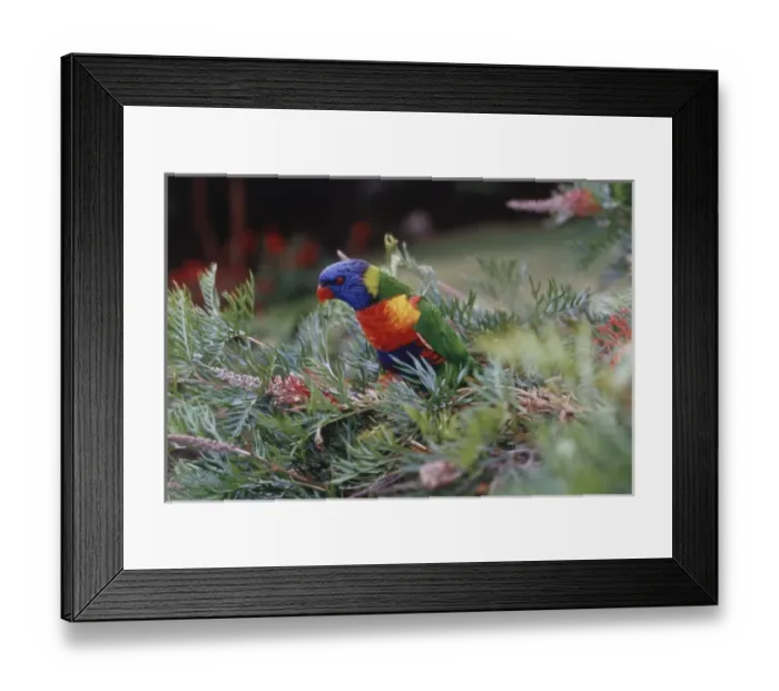 Framed Print : Australia, Eastern states of Australia, Close-Up of Rainbow lorikeets